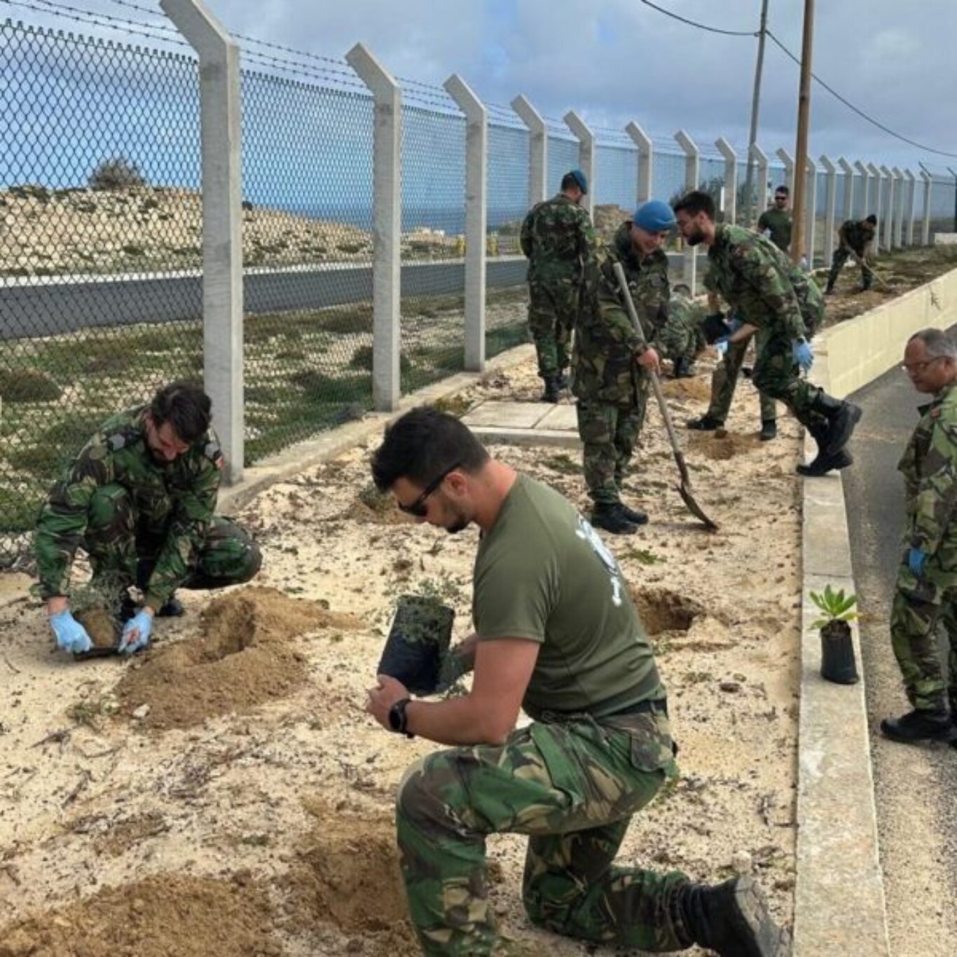 Controlo de invasoras e plantação de nativas
